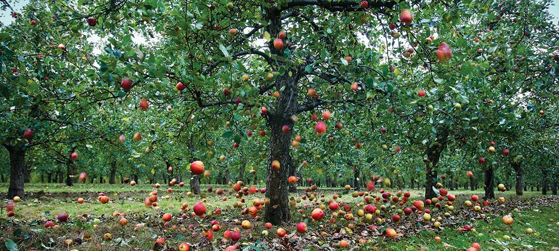 Shooting cider
